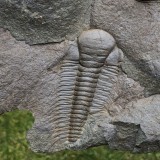 Paradoxides gracilis
